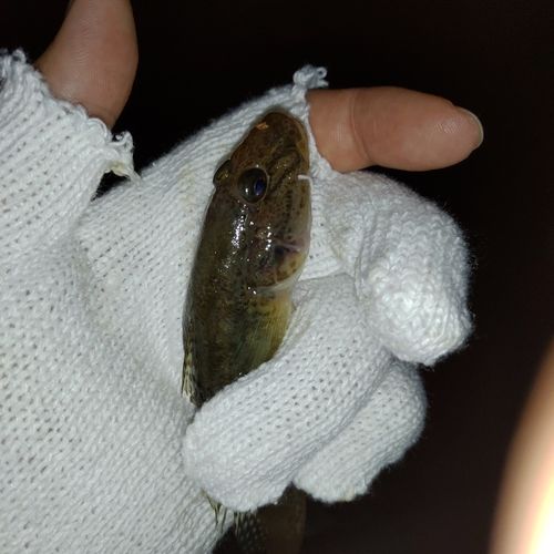 ハゼの釣果