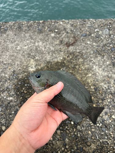 グレの釣果