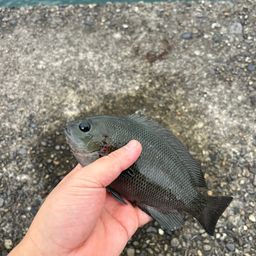グレ