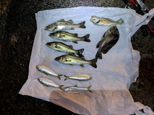 コショウダイの釣果