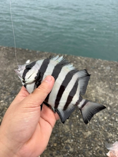 イシダイの釣果