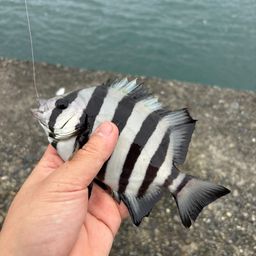 イシダイ