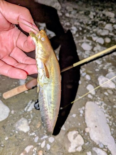 マナマズの釣果