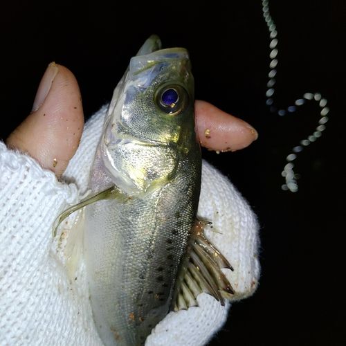 セイゴ（ヒラスズキ）の釣果