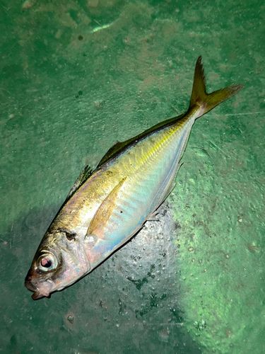 マアジの釣果