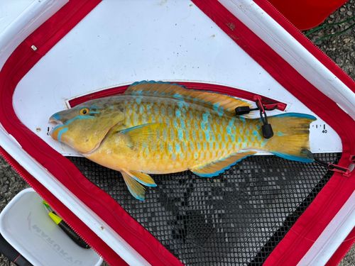 ヒブダイの釣果