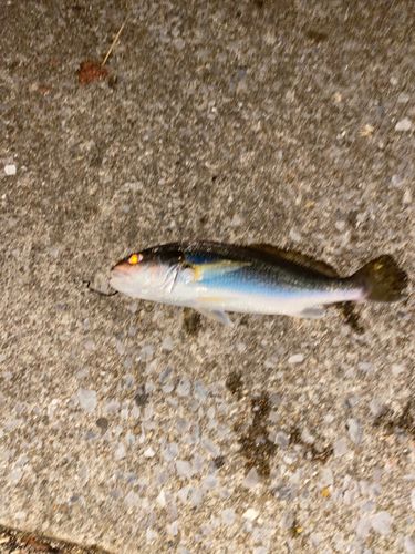 シログチの釣果
