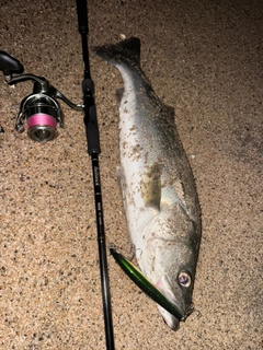 シーバスの釣果