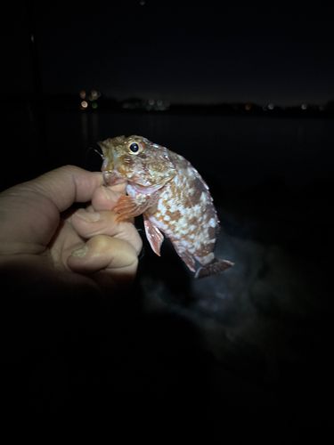 アラカブの釣果