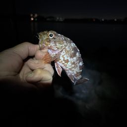 アラカブ