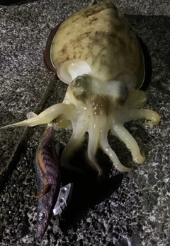 カミナリイカの釣果