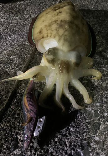 犬熊漁港