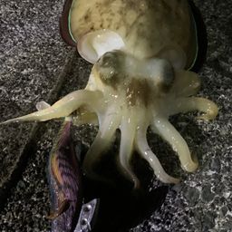 カミナリイカ