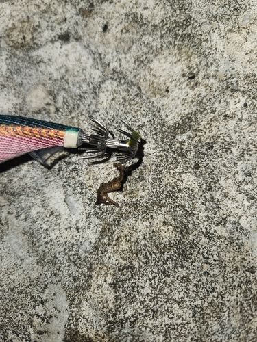 タツノオトシゴの釣果