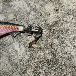 タツノオトシゴ