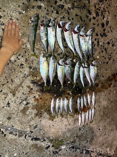 ゴマサバの釣果