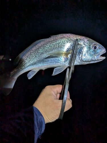 イシモチの釣果