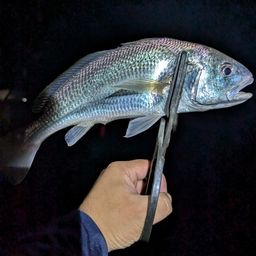 イシモチ