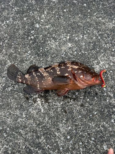 キジハタの釣果