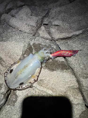アオリイカの釣果