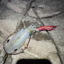 アオリイカ