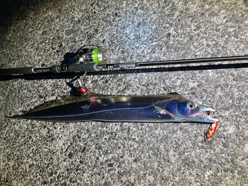 タチウオの釣果