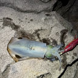 アオリイカ