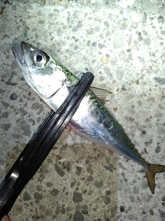 マサバの釣果