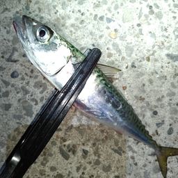 マサバ