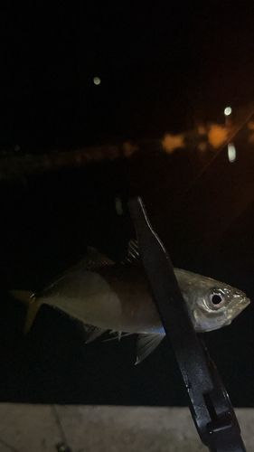 マアジの釣果