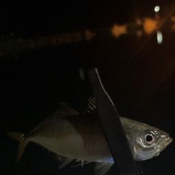 マアジ