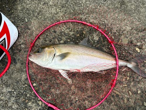 シオの釣果