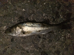 マルスズキの釣果