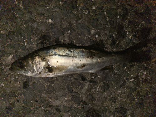 マルスズキの釣果