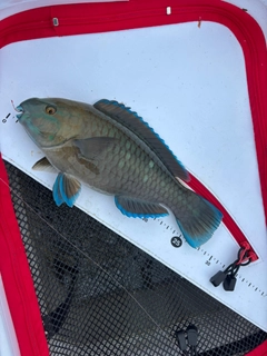 アオブダイの釣果