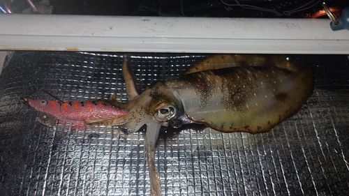 アオリイカの釣果