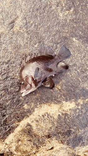 ヒゲダイの釣果