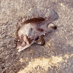 ヒゲダイ