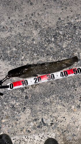 ナマズの釣果
