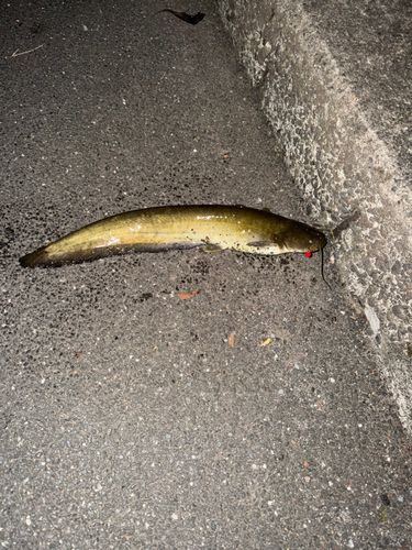 ナマズの釣果
