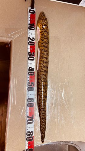 江ノ島表磯