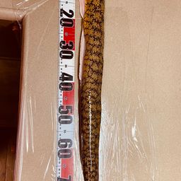 ウツボ