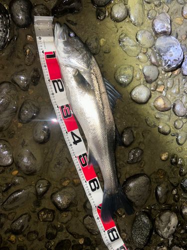 スズキの釣果