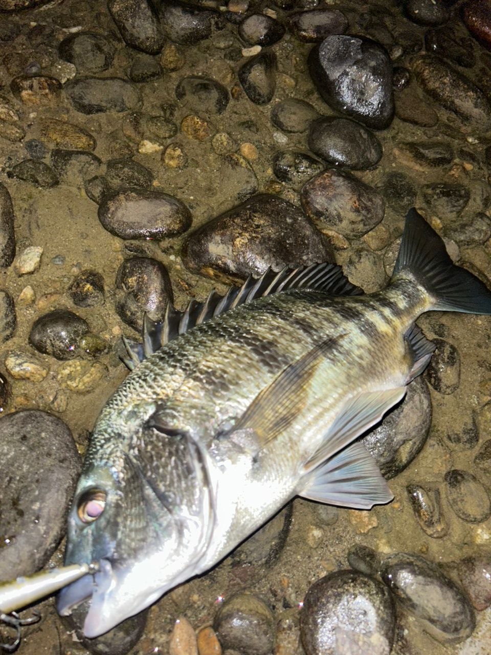 クロダイ