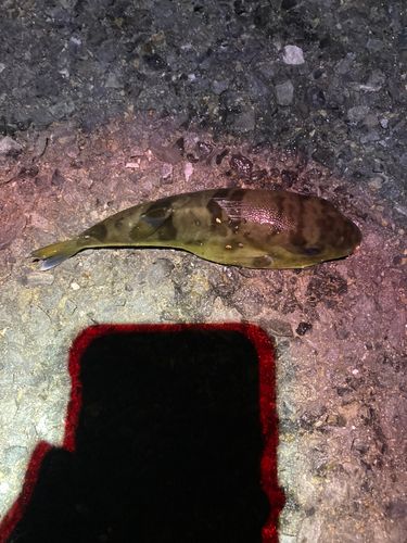 ヒガンフグの釣果