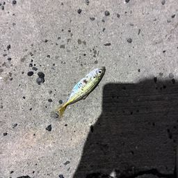 アジ