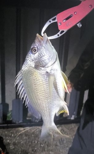 キビレの釣果