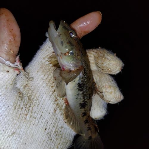 ウロハゼの釣果