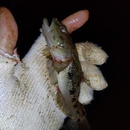 ウロハゼ