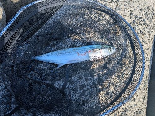 サゴシの釣果